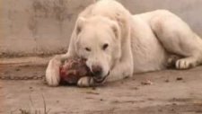 İşte dünyanın en büyük köpeği
