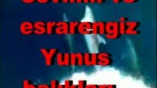 yunus balıkları
