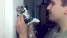 Kimden Ötürü Kedi Versiyon