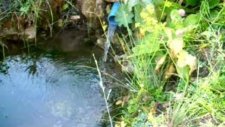 Derebaşı Köyü Develi Yayla Gezisi 974