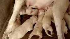dogo argentino puppies