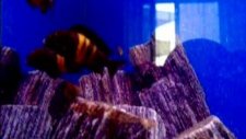 tropheus bemba ve yavrular