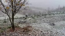 Ankara Misket