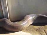 dünyanın en büyük piton yılanı
