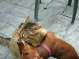 köpek kediyi zorla öpüyor:)