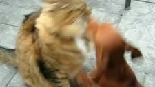 köpek kediyi zorla öpüyor:)