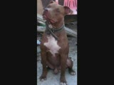 pitbull