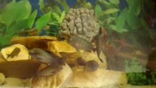 tropheus chatika