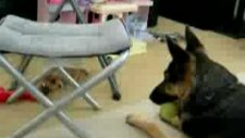 anne köpekle yavru köpeğin top kapışması