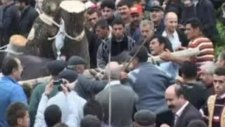 hayvanlara işkence şenliği !!!