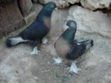 mardin,miro.arap.rısasi.taklacı