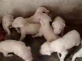 dogo argentino puppy 2