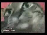 konuşan kedi