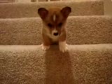 yavru köpek basamak inmeye çalışıyor ama..