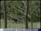 Domuz Avı