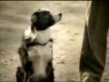 akıllı köpek =)
