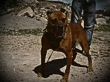 bandog