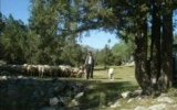 Adem Tosunoğlu ( Karinom )