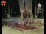 doğum yapan fiil