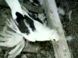 bol paça malatya güvercini