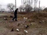 taklacı oyunlu miski