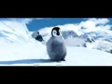 laz penguen