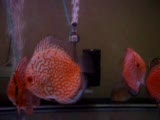 diskus, redmap, redmap panda, leopar, discus