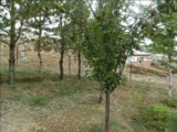 Gökçedere Kasabası Bayburt