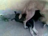 kangal ve kurt