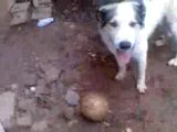 köpek bo 2--türkmenistan çoban ve kangal kırması.
