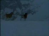 kutup macerasından bir bölüm. dostluk dersi