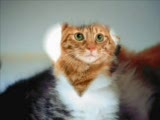 kedi