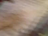 köpek kavgası,köpek boğması, || bo ||
