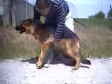 alman kurdu