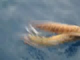 Müren Balığı