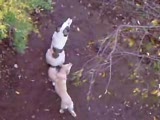 köpek uluması,kurt uluması, köpek bo