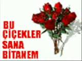 Seni Cook Seviyorum