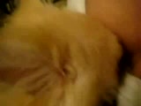 aaa ne yaramaz köpek bu :))