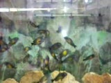 tropheus kasakalawe
