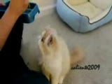 çinlilere özenen kedi !!