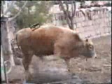 kurban bayramı klasikleri