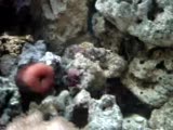 Reef Akvaryumun Dogusu