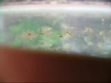 corydoras üretim 2