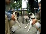 pug fight