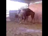 aydinpulluk 3 devesİ vİdeosu.aralik 2009