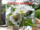 arıcılık