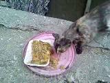ŞEREFSİZ KEDİYE KIYMALI YUMURTA
