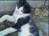 (şerefsiz degildir)sevimli kedi
