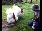 sinirli ikiz hindiler!!