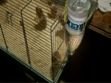 hamster lardan jazz müzik